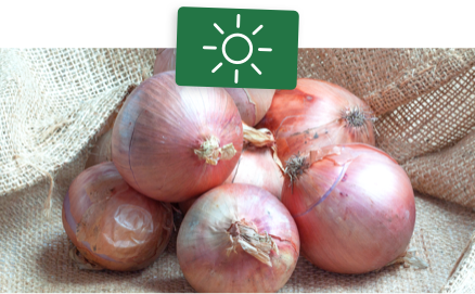 oignons &agrave; planter durant l'&eacute;t&eacute;